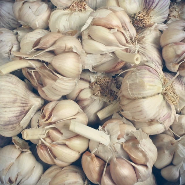 Garlic In California California Trivia April D Vila   Garlic 