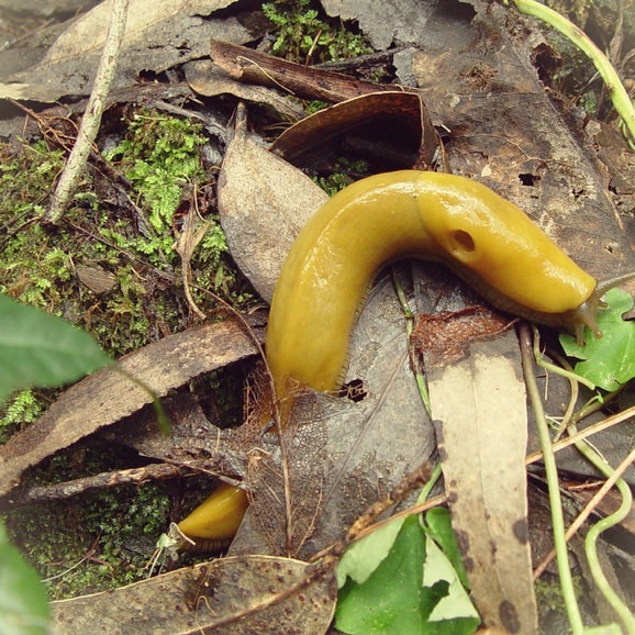 Banana Slugs - April Dávila