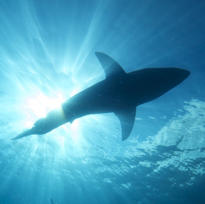 Great White Shark Shadows